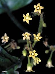 Image result for Marsdenia cynanchoides