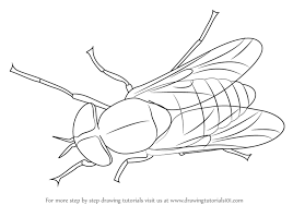 Learn How To Draw A Horse Fly Insects Step By Step Drawing Tutorials