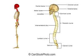Porterhouse is the size of the tenderloin side. Back Bone Close Up Blue The Human Vertebral Column Is The Backbone Or Spine Consisting Of Twenty Four Articulating Canstock