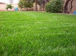 Annual Rye Grass Seed 1 Lb Pack Grass Seed Cool Season Etsy In 2021 Bermuda Grass Desert Landscaping Backyard Types Of Grass