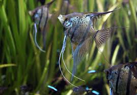Betta fish are aggressive by nature and they are likely to be hostile towards the frog in the initial stages of their interaction. 25 Best Angelfish Tank Mates For A Community Aquarium Pethelpful By Fellow Animal Lovers And Experts