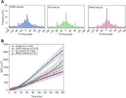 Also known as joe r pinheiro, jos r pinheiro. Loss Of Ena Vasp Interferes With Lamellipodium Architecture Motility And Integrin Dependent Adhesion Biorxiv