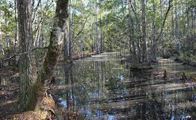 We did not find results for: Hiking Brooker Creek Preserve Florida Hikes