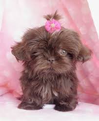 Black And Brown Shih Tzu Shih Tzu Puppies For Sale South Florida Shih Tzu Puppy Teacup Puppies Shih Tzu