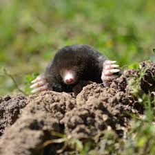 Image result for Mole