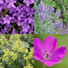 Image result for Geranium `Purple Haze`