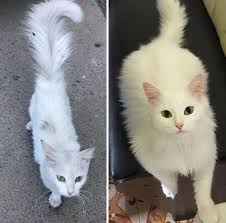 She was going to be euthanised a few days ago due to being considered not adoptable and i was like no??? 20 Heartwarming Photos Of Cats Before And After Adoption