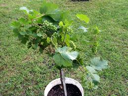Make the cuttings as directed above but keep them. Growing Grapes In Containers Thriftyfun
