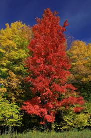 Check out a full list of recipes here. Autumn S Colourful Display Why Do Tree Leaves Change In The Fall Maple Leaves Forever