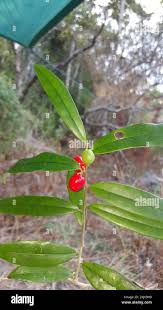 Image result for Icacinaceae