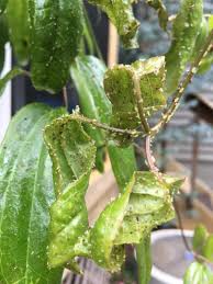We did not find results for: Aphid Explosion On Evergreen Clematis Walter Reeves The Georgia Gardener