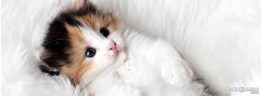 Minik Kedi Patileri Home Facebook