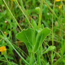 Image result for Emilia discifolia