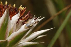 Image result for Macledium zeyheri