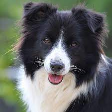 american kennel club on instagram happy tongueouttuesday from this beautiful border collie akcbreed collie puppies border collie puppies border collie dog