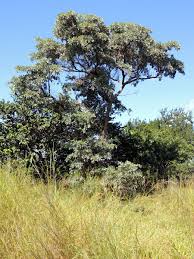 Image result for Terminalia sericea