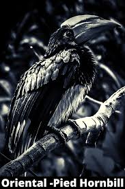 Oriental Pied Hornbill Bald Eagle Animals Birds