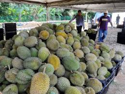 Jalan merata, surau jangan dilupa. Eksport Durian Ke China Dijangka Melonjak Sarawakvoice Com
