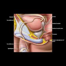 Image result for Seminal Vesicle