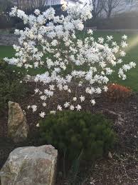 Sternmagnolie Magnolia Stellata Im Fruhjahr Zur Blute Garten Pflanzen Garten Ideen