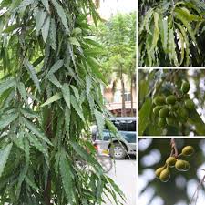 长叶单籽暗罗_百度百科