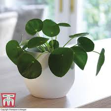 There's a reason this species is referred to as the chinese money plant: Chinese Money Plant Thompson Morgan