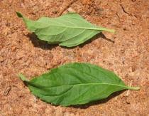 Image result for Hoslundia