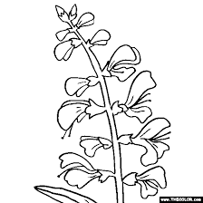 Salvia Flower Coloring Page Salvia Coloring Flower Coloring Pages Salvia Flower Drawing