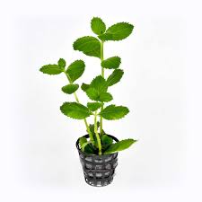 Image result for Hygrophila spiciformis