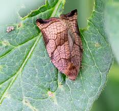 Image result for Archips podanus