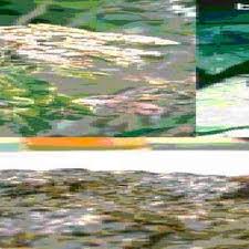 Image result for Vernonia kirungae