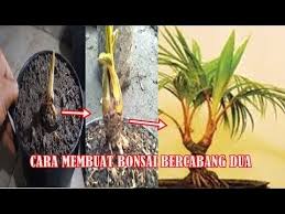 Bonsai Kelapa Bercabang Dua