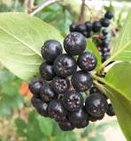 Que es la aronia. Aronia melanocarpa consejos y venta online