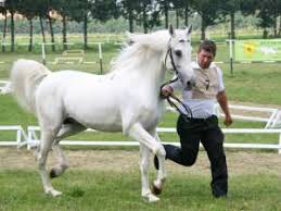 Caii pur sange arab nu vor tolera comportamentul abuziv din partea stapanului si pot reactiona violent. Local Caii Pur Sange Arab Vedetele Unui Concurs De Frumusete La Radauti Monitorul De Suceava Luni 11 Iulie 2011