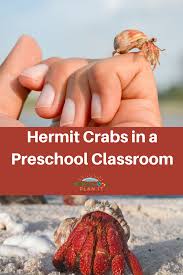 Hermit crab cage decorations for rooms. Hermit Crabs As Preschool Classroom Pets