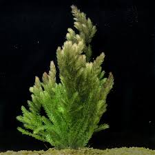 Image result for Ceratophyllum