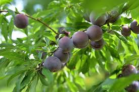 The most important factor for gardeners in minnesota is the question of whether he has. How To Prune A Plum Tree Minnetonka Orchards