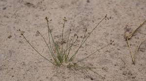 Image result for Bulbostylis hispidula