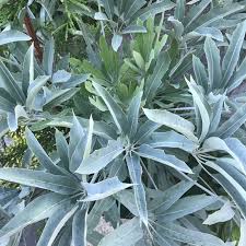 Image result for Cussonia corbisieri