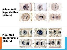 Animal cell mitosis vs plant cell mitosis. Mitosis An Animation Of Cell Division By Mrs Miller Ppt Download