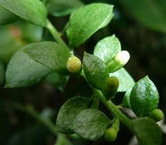 Image result for Osyridicarpos