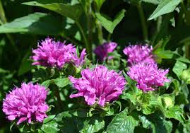 Feb 07, 2021 · leather flower: Top 10 Summer Blooming Perennials English Gardens