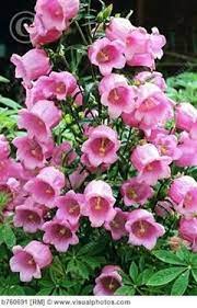 100 Pcs Bag Bell Orchid Seeds Flower Campanula Bonsai Flower Seeds 9 Colors Convallaria Seed Plant Pot For Home Garden Beautiful Flowers Flowers Pretty Flowers