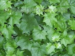 German Ivy Size Picture Of Cape Ivy German Ivy Parlor Ivy Delairea Odorata Ivy Annual Flowers Organic Gardening