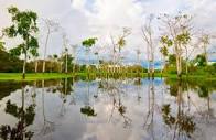 Ecosystems Of The Amazon Rainforest - Rainforest Cruises