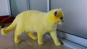 Gato roboto'da macera en meraklı kedileri bekliyor! Una Mujer Intenta Curar Una Infeccion De Su Gato Con Un Remedio Natural Y Acaba Con El Minino Convertido En Pikachu