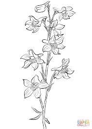 Larkspur Coloring Page Free Printable Coloring Pages Larkspur Flower Tattoos Larkspur Flower Larkspur Drawing