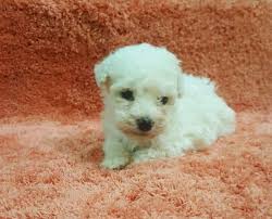 Bichon frise puppies for sale in wesley chapel, florida united states. Laura Purebred Healthy Bichon Frise Puppy For Sale Newdoggy Com