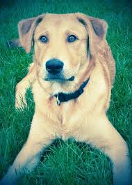 14 reasons springer spaniels are not the friendly dogs everyone says they are. Husky Golden Retriever Lab Mix Novocom Top