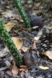 Image result for Sauromatum venosum